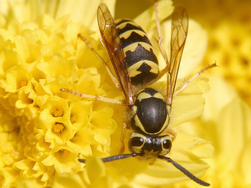 Wasp on flower