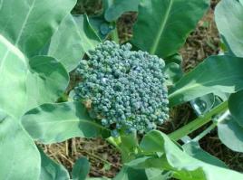 Growing Broccoli