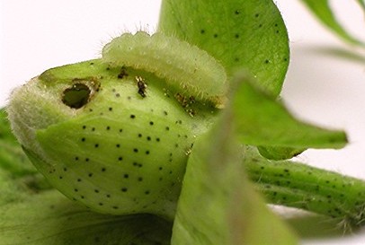 Cotton Square Borer