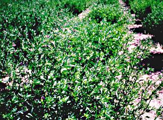 Alfalfa plant