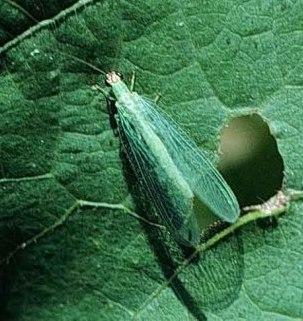 Green Lacewing