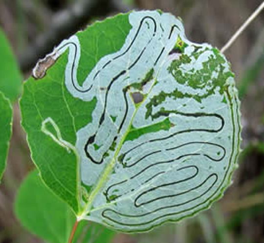 Leafminer Damage