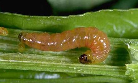 Oriental Fruit Moth Larva