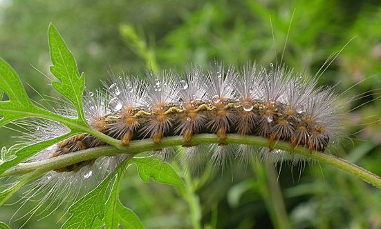 Saltmarsh Caterpillar