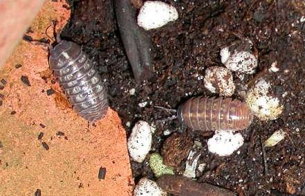 Sow Bugs