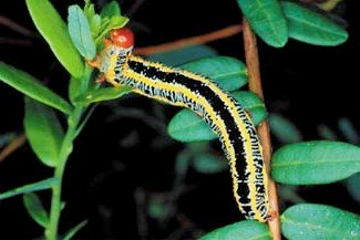 Zebra caterpillar